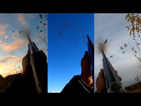 Видео: Охота на гуся - осень 2024г. От побережья Белого моря до Ленинградской области.