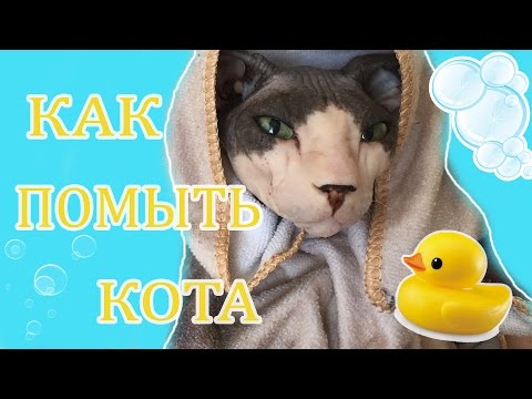 Видео: КАК ПОМЫТЬ КОТА ^ МОЕМ ЛЫСОГО СФИНКСА