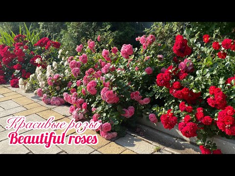 Видео: Самые красиво цветущие розы с названиями (Урал, 3 зона)
