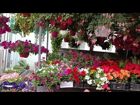 Видео: Цветочный рынок, обзор г. Ростов- на- дону. Центральный рынок.