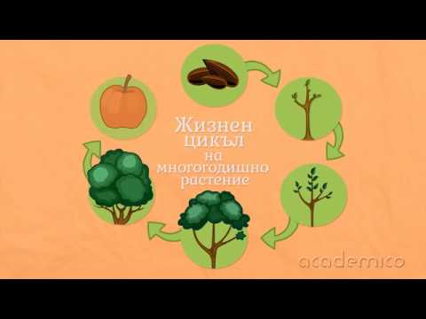 Видео: Размножаване, растеж и развитие на растенията - Човекът и природата 4 клас | academico