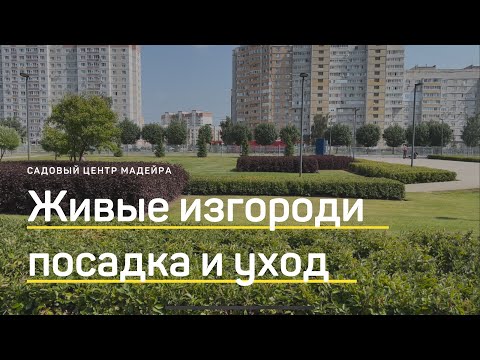 Видео: ЖИВАЯ ИЗГОРОДЬ ИЗ ДЁРЕНА. Как ПОСАДИТЬ и ухаживать. Как выглядит живая изгородь спустя 5 ЛЕТ.