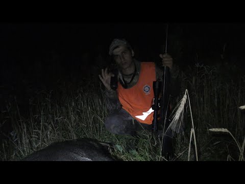 Видео: охота на кабана в Малиновке на пшенице
