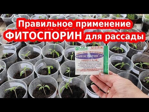 Видео: Правильное применение ФИТОСПОРИН М для рассады