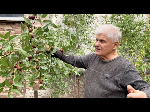 Видео: Спасаем урожай унаби (зизифуса, китайского финика)