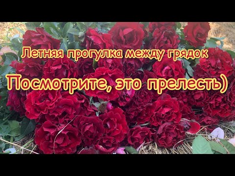 Видео: Грядки роз в цвету..