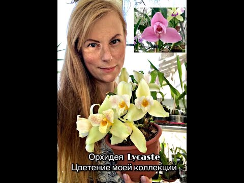 Видео: Lycaste  orchids моя коллекция ликаст