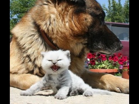 Видео: 😺 За друга - загрызу! 🐕 Смешное видео с собаками, кошками и котятами! 😸