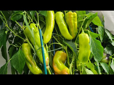 Видео: Урожайность сладкого перца на 9 октября 
