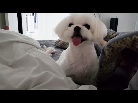 Видео: Человек, который воспитал сочувствие мальтийской личности ft. Кванжонг