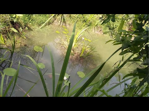 Видео: Плавающие острова из лозы и как очищается вода в натуральном глиняном пруду