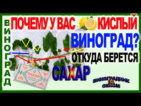 Видео: 🍇 Почему у Вас кислый виноград. Откуда берется сахар в ягодах. Как перенаправить питание в грозди.