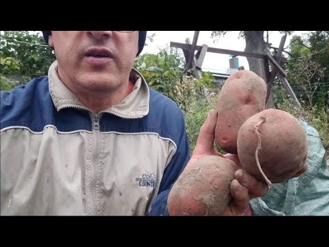 Видео: Пізня картопля 2025 року
