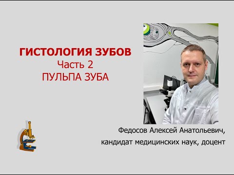 Видео: ГИСТОЛОГИЯ ЗУБОВ. Ч. 2 (ПУЛЬПА ЗУБА)