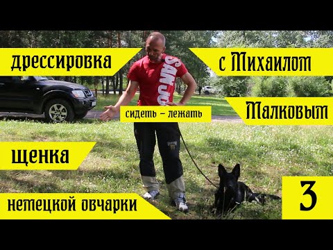 Видео: Дрессировка щенка немецкой овчарки с Михаилом Малковым  Первые шаги #3
