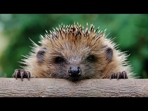 Видео: ПРО ЁЖИКА. ФАКТЫ О ЕЖАХ.