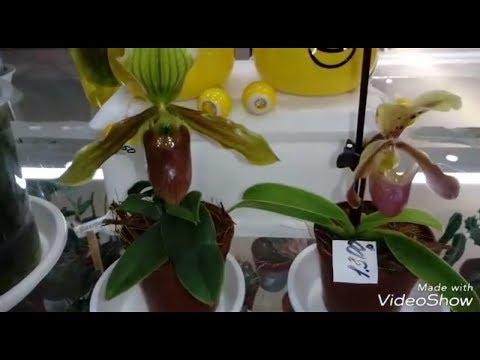 Видео: ОБЗОР ОРХИДЕИ Paphiopedilum Sukhakulii | Мини Башмачки