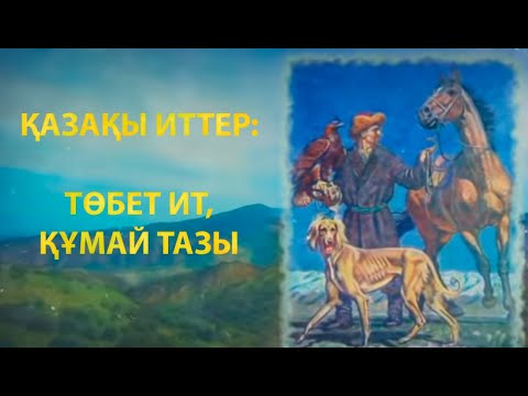 Видео: Қазақы иттер: Төбет ит, Құмай тазы