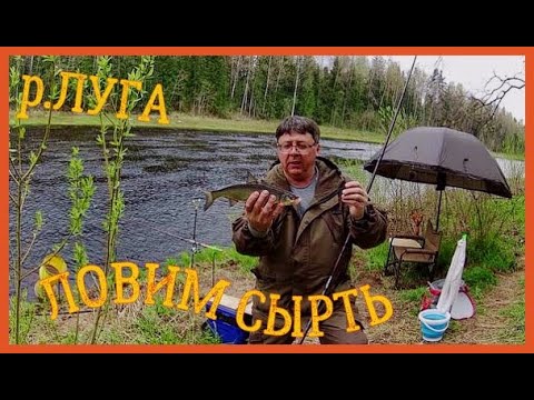 Видео: р.ЛУГА . ЧЕТЫРЕ ДНЯ НА РАЙСКОМ МЕСТЕ. ЛОВИМ СЫРТЬ.