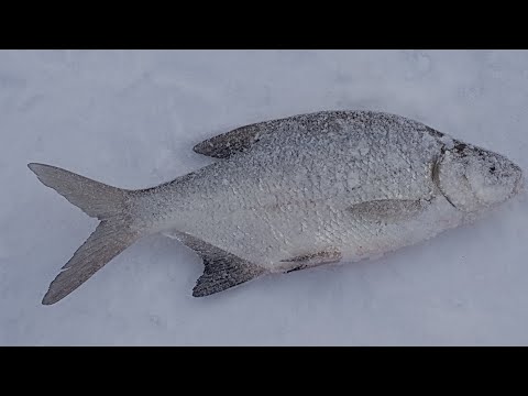 Видео: Лепсы!Рыба стоит,давление давит(Но всё равно,потихоньку ловится!)19.02.2023г.