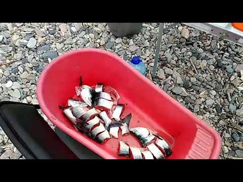 Видео: Магадан. Охотское море, рыбалка 2019