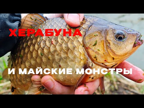 Видео: КАК взять КАРАСЯ после нереста?! Только ТАК!