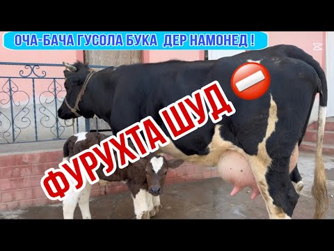 Видео: ⛔️ФУРУХТА ШУД 