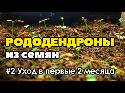 Видео: #2 Как вырастить рододендроны из семян | Часть 2 | Уход за сеянцами рододендрона в первые 2-3 месяца