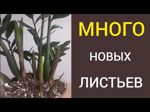 Видео: Как ЗАСТАВИТЬ замиокулькас растить МНОГО новых ЛИСТЬЕВ.?
