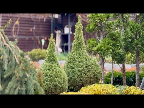 Видео: СТРИЧЬ ЛЕГКО! ДВЕ КАНАДСКИЕ ЕЛИ “CONICA” С РАЗНЫМИ ПРИРОСТАМИ! БЫЛО-СТАЛО!