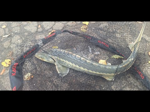 Видео: Улов осетра и форели на платном водоеме. Рыбалка в с.Ольгово, Дмитровский район - 18.10.2024