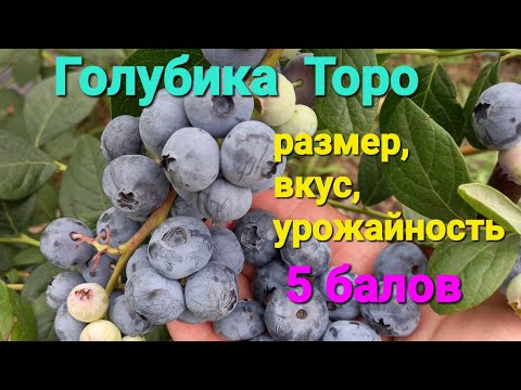 Видео: Голубика ТОРО УДИВЛЯЕТ!!!
