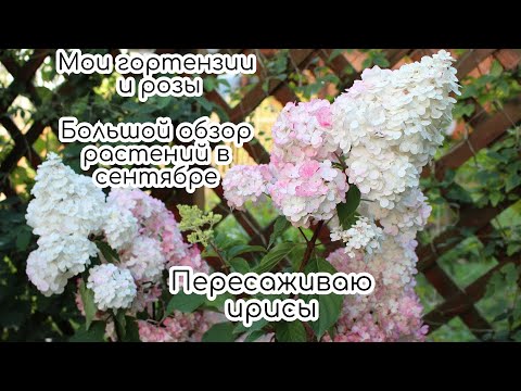 Видео: Мои гортензии и розы/ Большой обзор растений в сентябре/ Пересаживаю ирисы