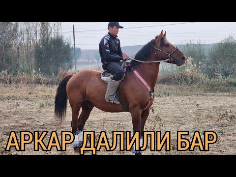 Видео: АРКАР ДАЛИЛИ МЕНЕН СЫНДУУ АТ