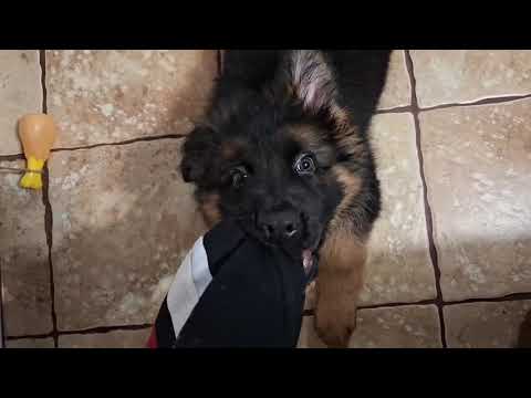 Видео: Генри Чойс щенок немецкой овчарки, 2 месяца 5 дней 🐕‍🦺 Урок 1 правильного воспитания 🖍️📋🖊️📖