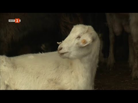 Видео: Две фермерски истории от Симеоновград и Банско - "Бразди" - 16.12.2023 по БНТ