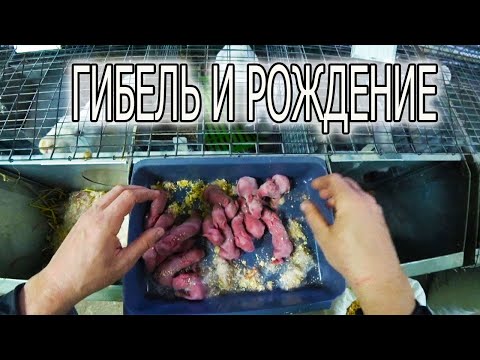 Видео: Сегодня КРОЛИКИ!