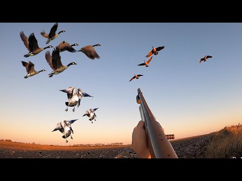Видео: Эти гуси были слишком близко! (Охота на уток и гусей)