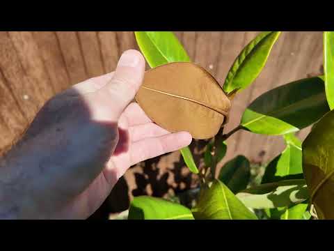 Видео: Как вышел мой сад после экстремальной зимы