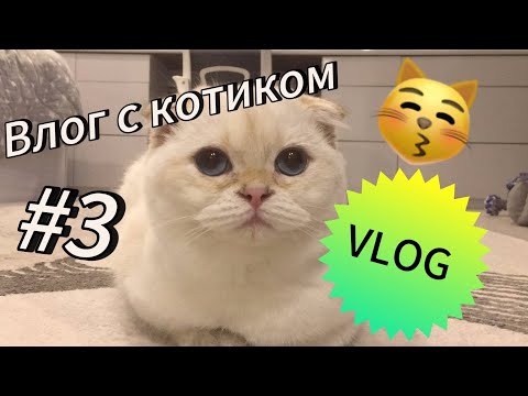 Видео: VLOG Третий влог с котиком😼🥰