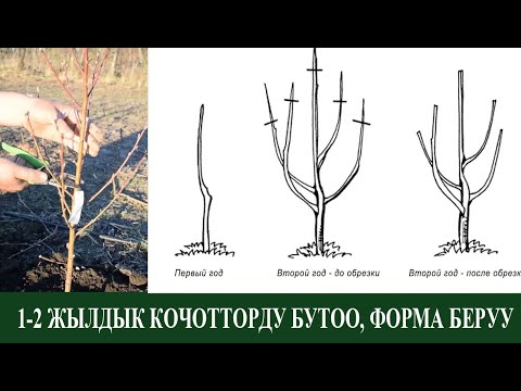 Видео: 1-2 ЖЫЛДЫК ЖАШ КОЧОТТОРДУ БУТОО, ФОРМА БЕРУУ - НООКАТ БАГБАНДАРЫ