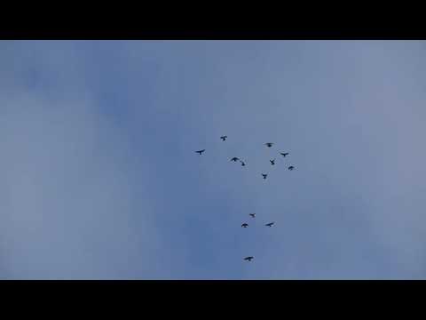 Видео: Николаевские голуби. г.Терновка 141.