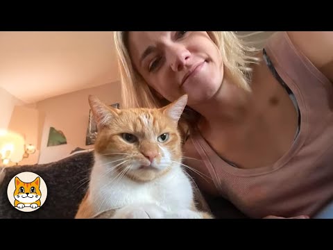 Видео: Когда твоя кошка думает, что дом принадлежит ей 😂 Смешные кошачьи моменты
