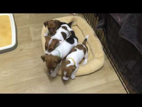 Видео: Щенкам  1,5 месяца