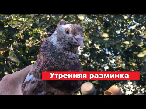 Видео: Орехово-мраморный разминается