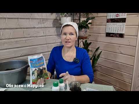 Видео: ЭТО ВАЖНО СДЕЛАТЬ до посева СЕМЯН Что положить в ГРУНТ для крепкой РАССАДЫ?@obovsemsmarusya