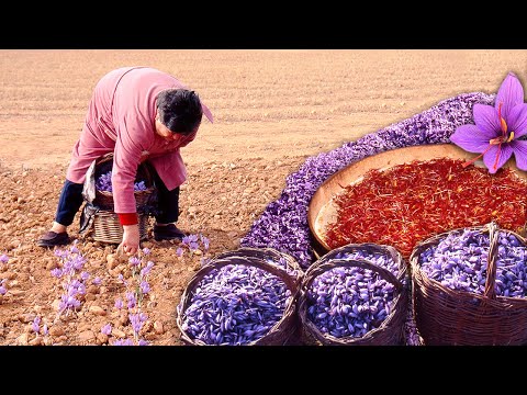 Видео: Шафран – «красное золото» гастрономии. Выращивание, сбор и ручное извлечение этой специи.