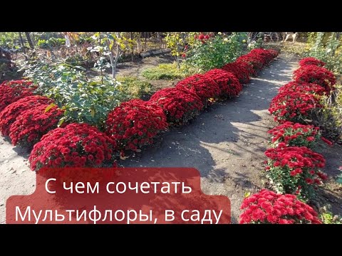 Видео: Мои Мультифлоры. Цветение и уход за ними