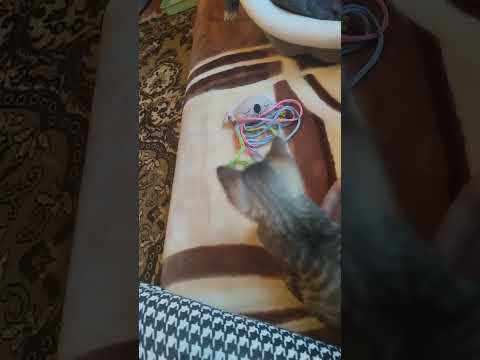 Видео: Сделали первую прививку😺🙏