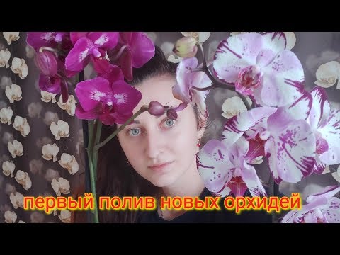 Видео: Как поливать Орхидеи, чтобы КОРНИ не гнили/ первый полив двух орхидей в разных посадках